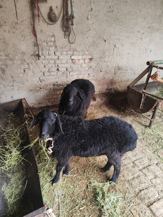 Ikkalasi birga sotiladi