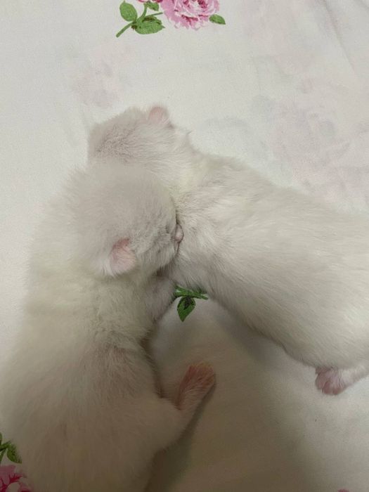 Вязка Скоттиш-Фолд