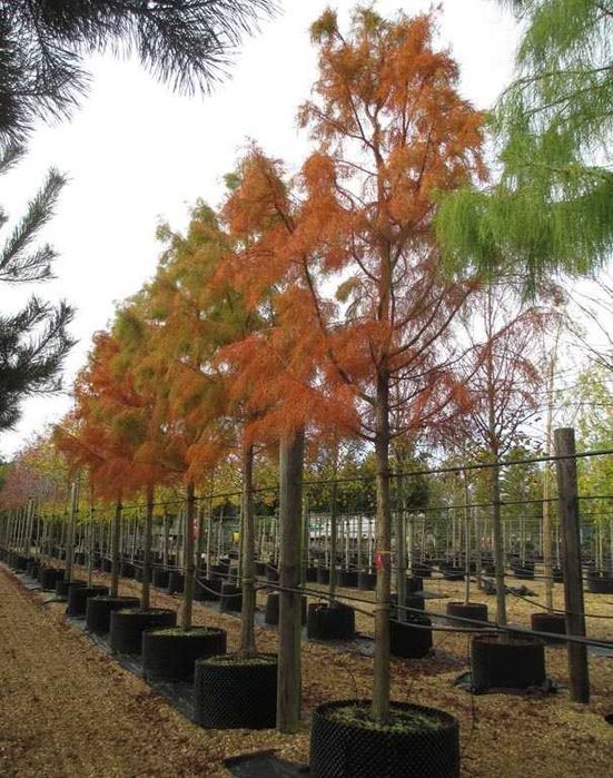 Chiparos de balta Taxodium pin Pinus nigra