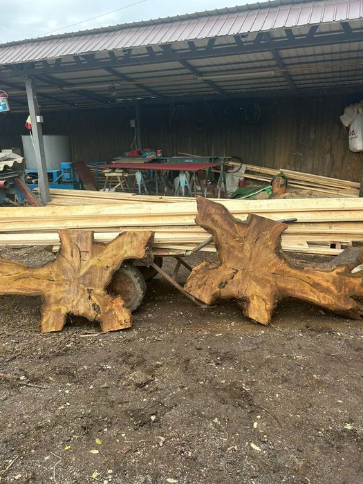 Blaturi din rădăcină de nuc.