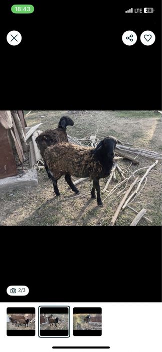 28 кг овечки, тоқты