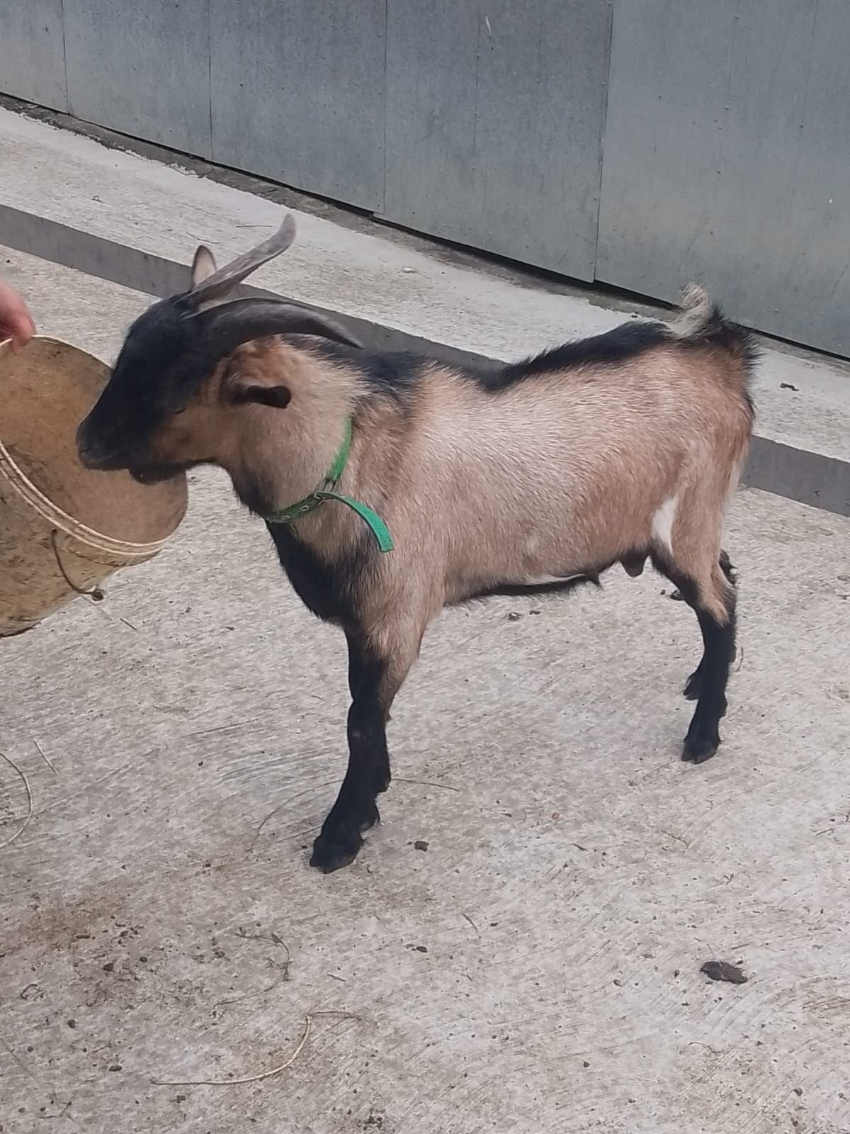 Vând țap Alpin-Francez de monta!