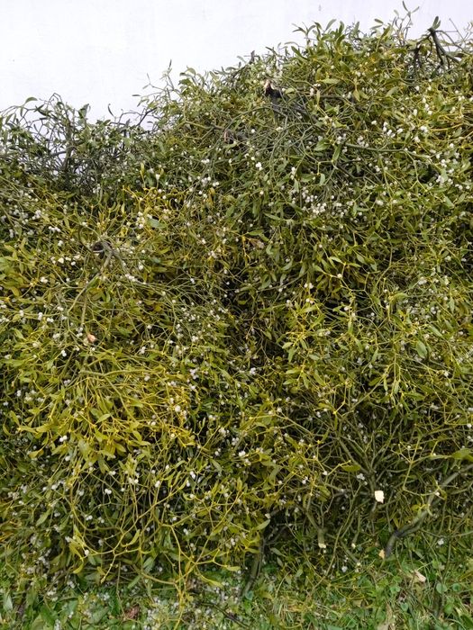 Vând vâsc la angro