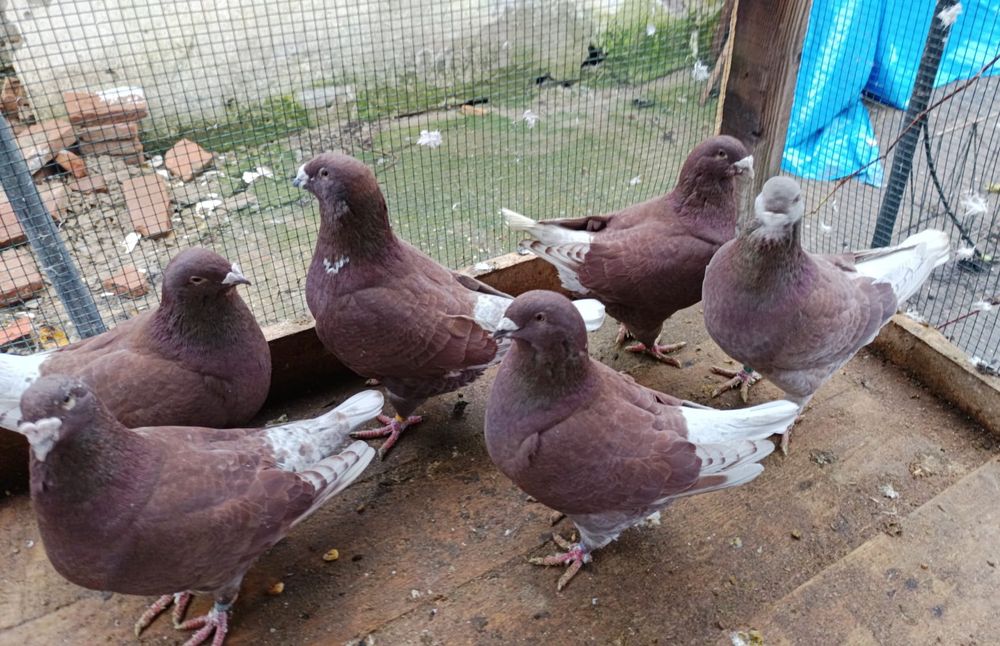 Porumbei standard romanesc