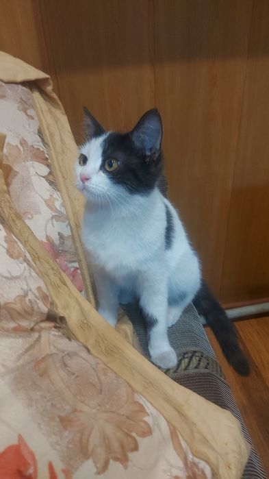 Отдам котят в хорошие руки