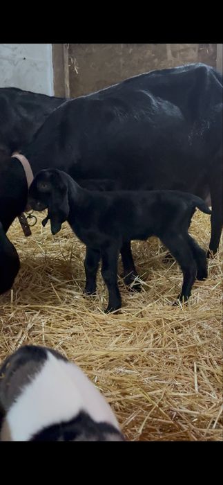 Disponibile capre Anglo nubiene.