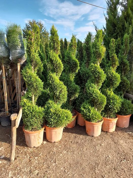 Tuia smaragd/ spirale/ pon/ magnoli/ mesteacăn/ tei/ pin/ brazi/ etc