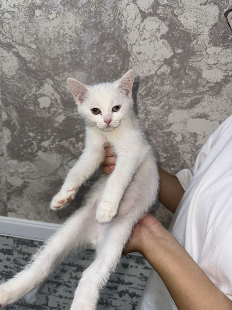 Скоттиш страйт котята разными глазами 3 месяцев