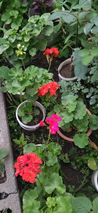 Продам недорого комнатные цветы