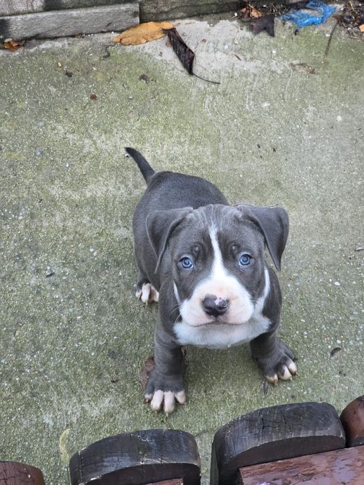 Pui perfect sanatosi cu pedigree