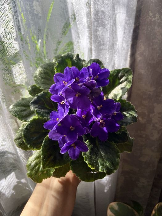 Продам фиалку.