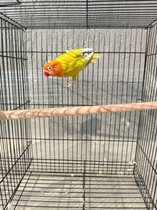 Куш кафаси билан