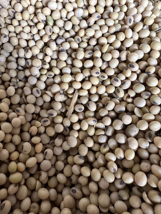 De vanzare soia productie 2025