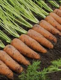 Продам морковь домашний ,без химии ,сочный ,хорошо храниться !