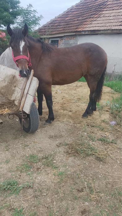 Vand manza de 2 ani