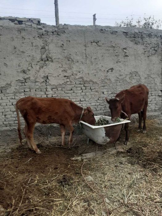 3 ta mol sotiladi, narxi kelishiladi