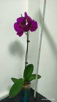 Орхидея /Phalaenopsis Orchid Chainmai/ 65см
Орхидея большая 65см
150.0