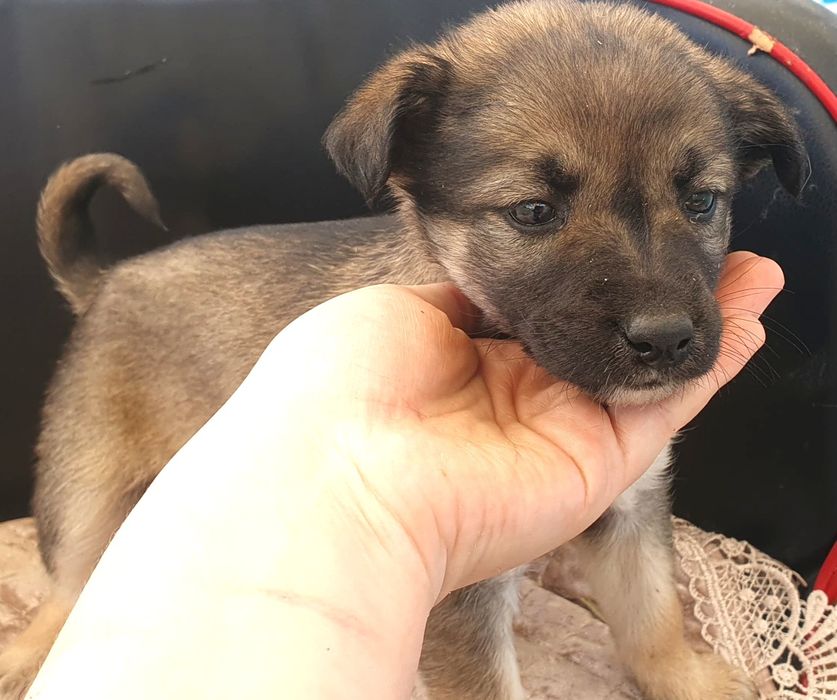 ЩеняТки нуждаются в заботливых хозяевах