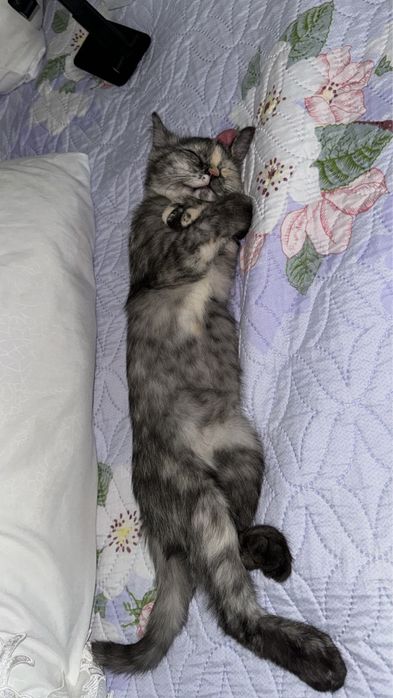 Продам себирьскую кошку
