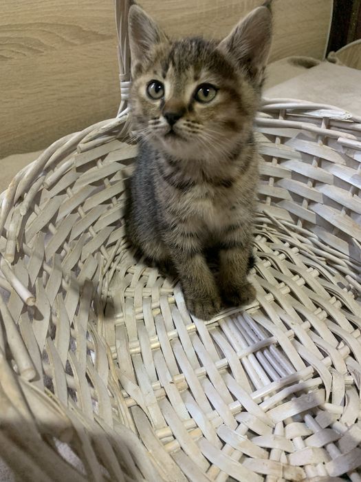 Котятки в заботливые руки