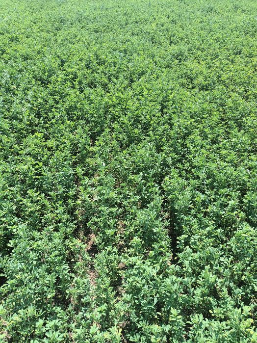 Vând baloți de lucernă, coasa 3,calitate superioară. Brașov Stupini.