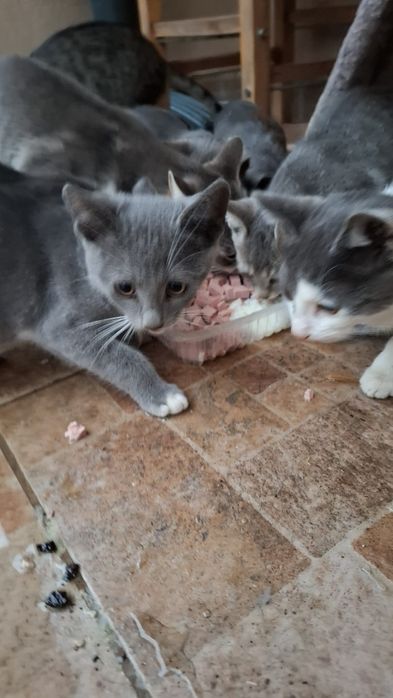 Puiuti de pisica care isi cauta o nouă casuta