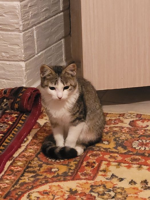 Отдам кошку в хорошие руки