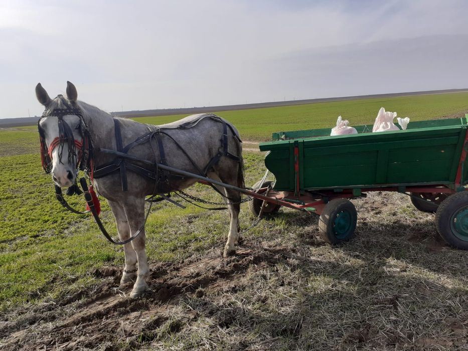 De vanzare  Iapa 4 ani și 6 luni  și mânz 1 an și 5 luni