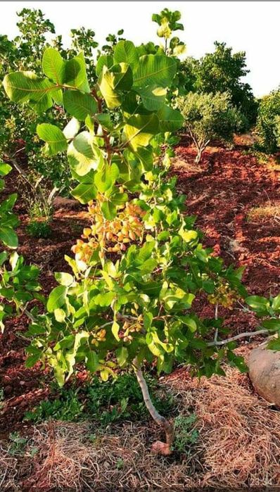 Pomi Fructiferi Exotici (Fistic Soiuri Diferite )