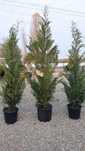Leylandii Cupresussocyparis