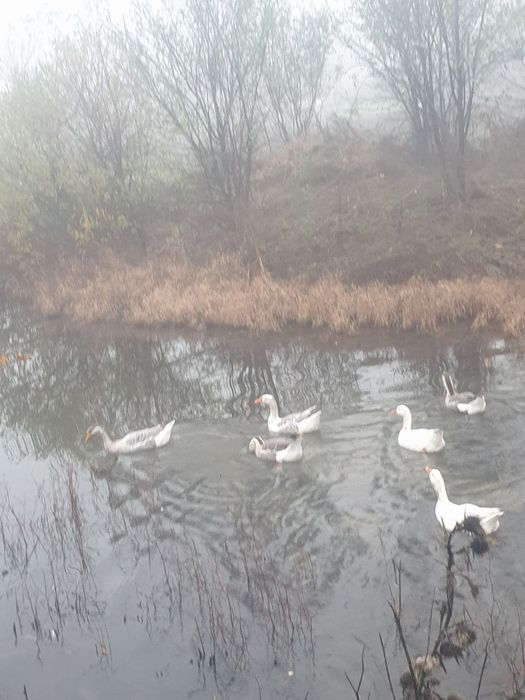 Sa vinde gâște de anul asta!