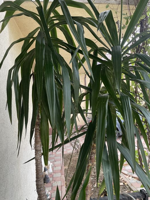 Vand Yucca 2,5m superba