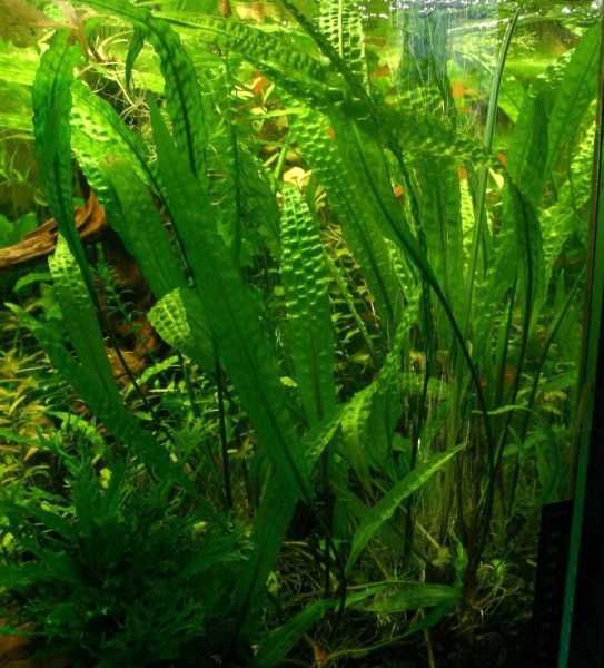 Аквариумное растение Криптокорина апоногетонолистная