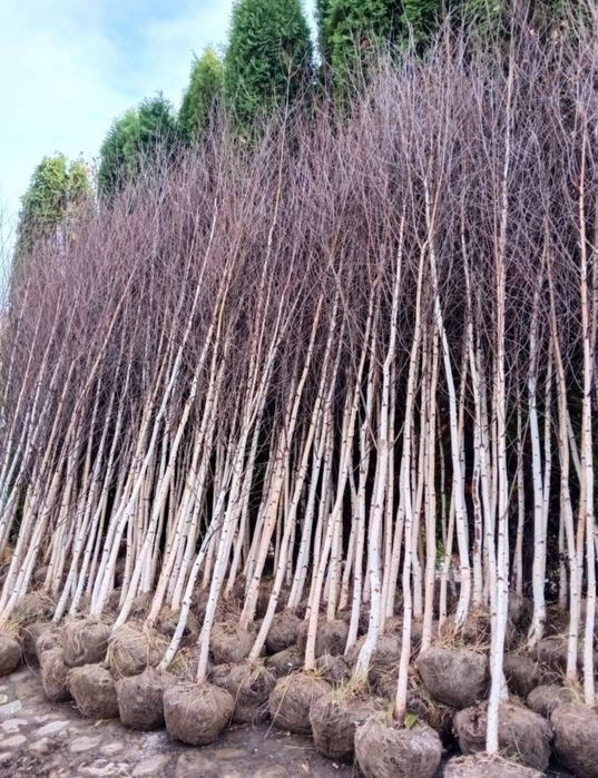 Brazi arginti decorativi si mesteacan alb