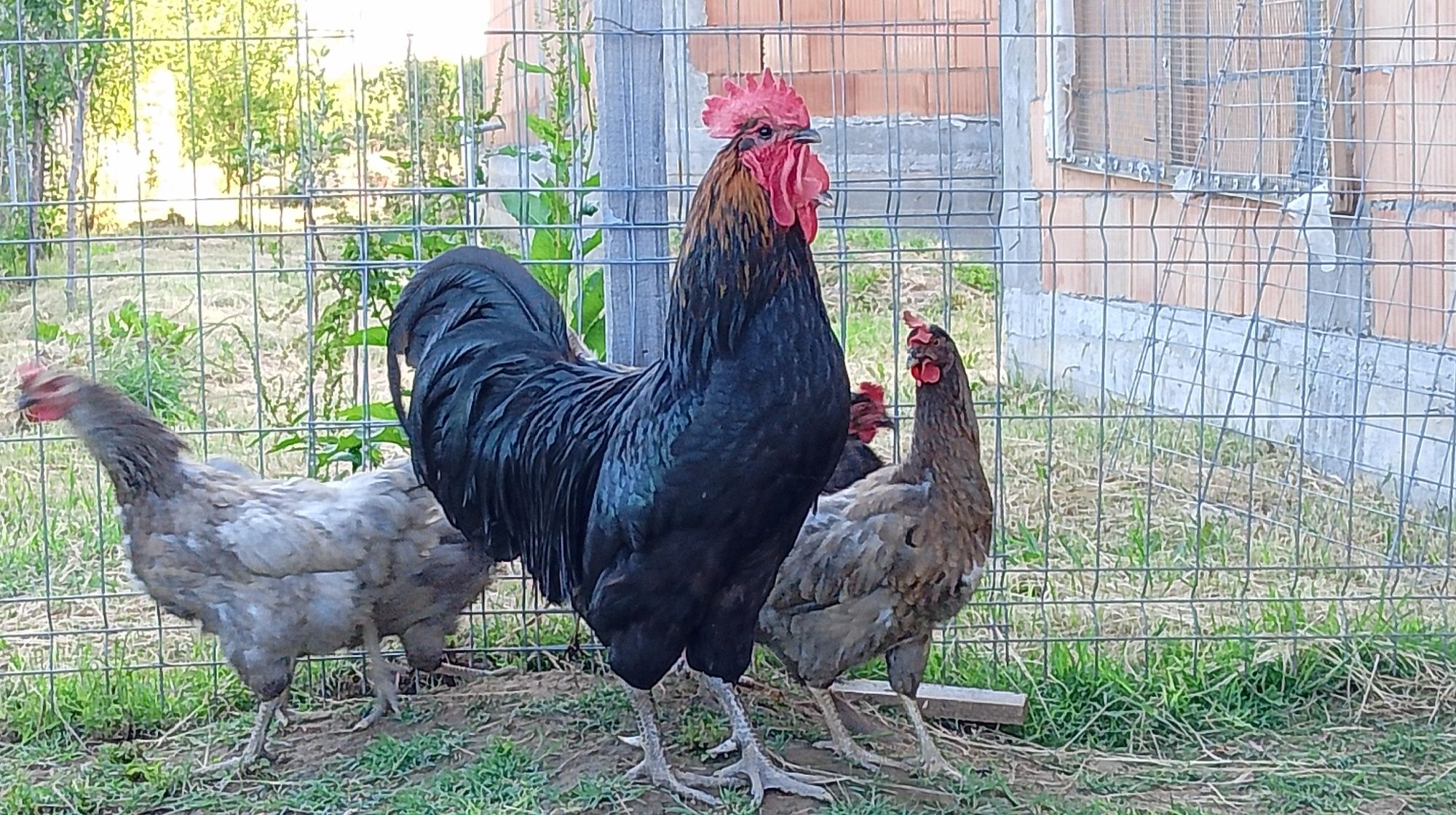 Vând cocos Australorp, în vârstă de doi ani.