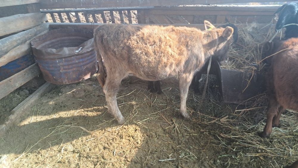 Телочка теленок телка ургашы бызау