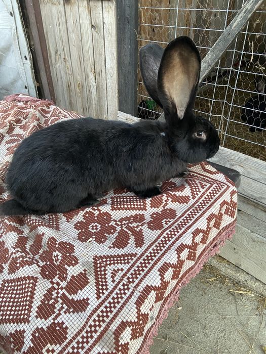 Masculi urias german