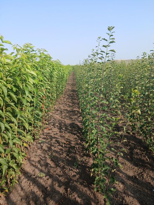 Pomi fructiferi certificati fitosanitar