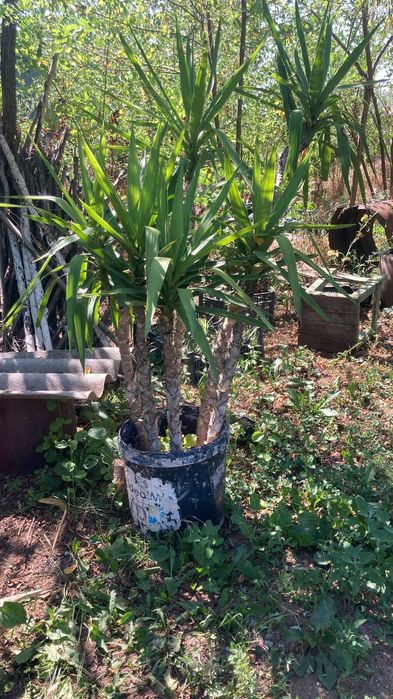 Planta de apartament Yuka, diverse marimi