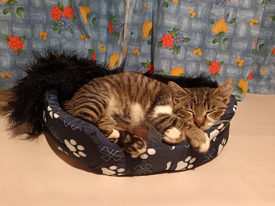 Мъжко коте търси дом