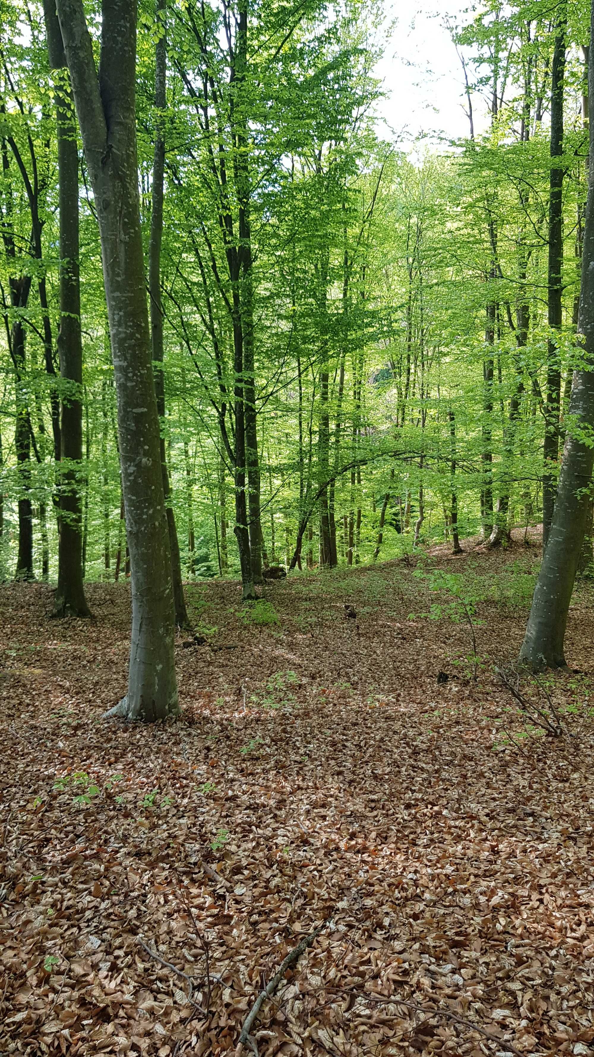 Teren la 7 km de Râmnicu Vâlcea - 1,19 Euro/mp.