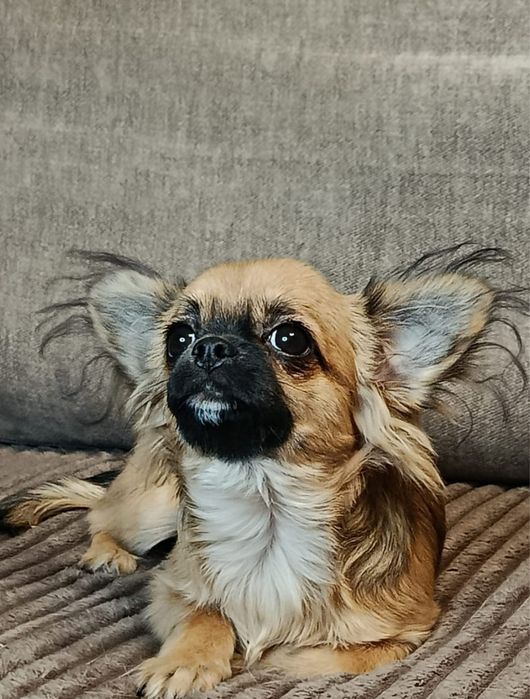 Мальчишка чихуахуа с полным пакетом документов!