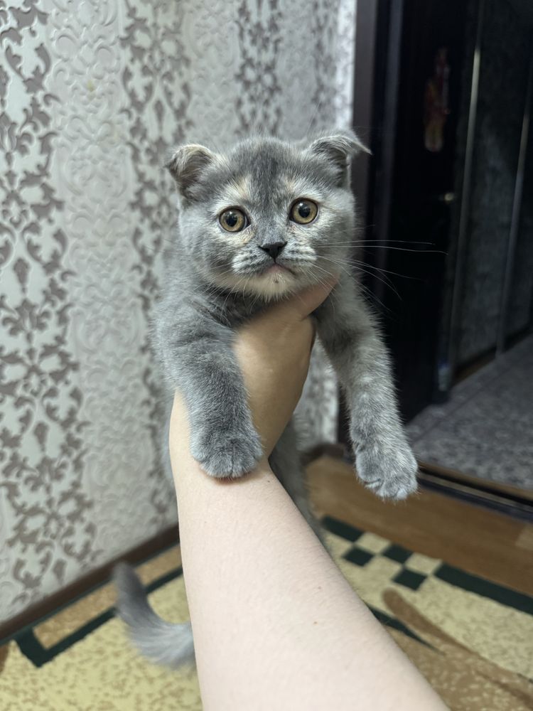 Скотиш фолд котёнок прадаётся 2 мес