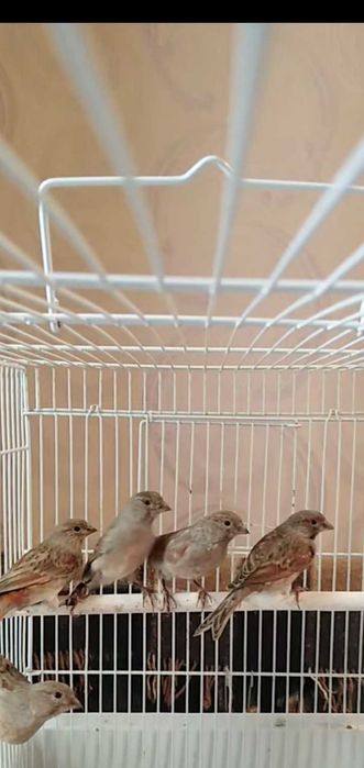 Канарейка певчая.