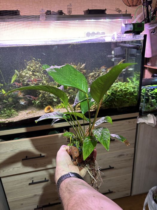 Анубиас гигант, аквариумное растение