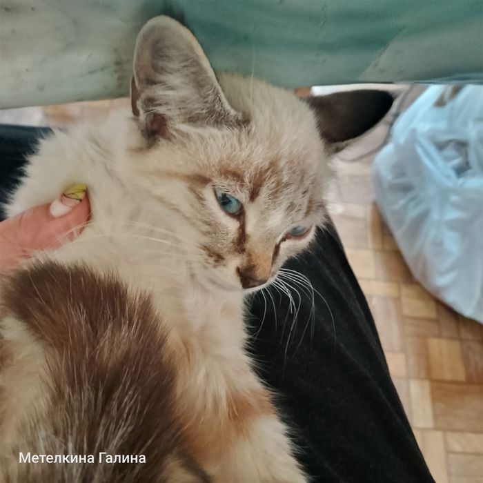 Отдам котят в хорошие руки