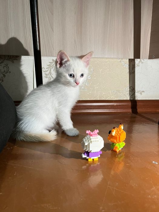 Отдам котенка бесплатно