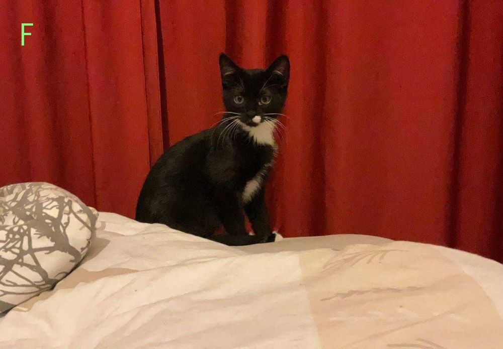 Pisicuta spre adoptie