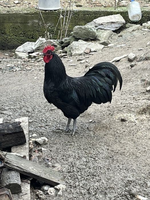 Cocoși australorp gentica de top
