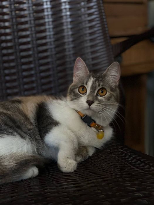 Hadiya. Отдам в добрые руки